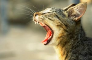 Что делать, если кошка плохо пахнет