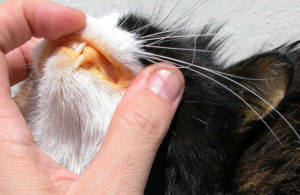 лечение желтухи у кошек 