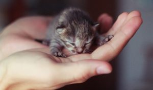 Как можно выкормить новорожденного котенка