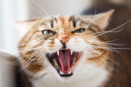 Как можно успокоить агрессивного кота