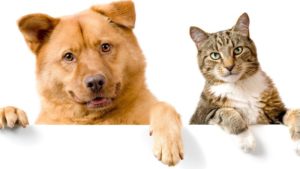 Корма для кошек и собак Orijen: состав, особенности, где можно купить