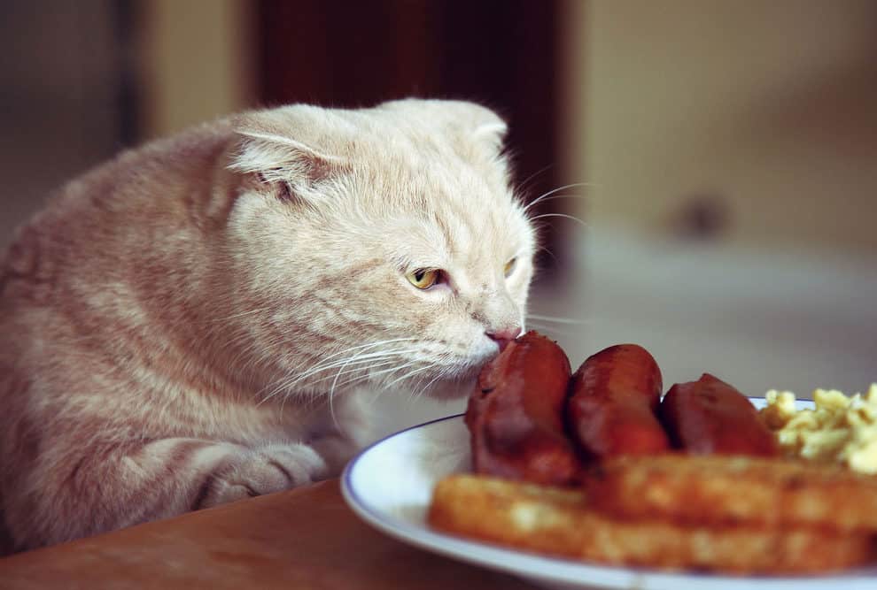 Кошка и человеческая еда