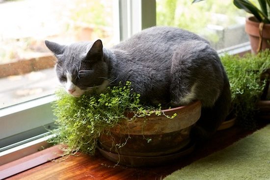 Кошка и ядовитые растения