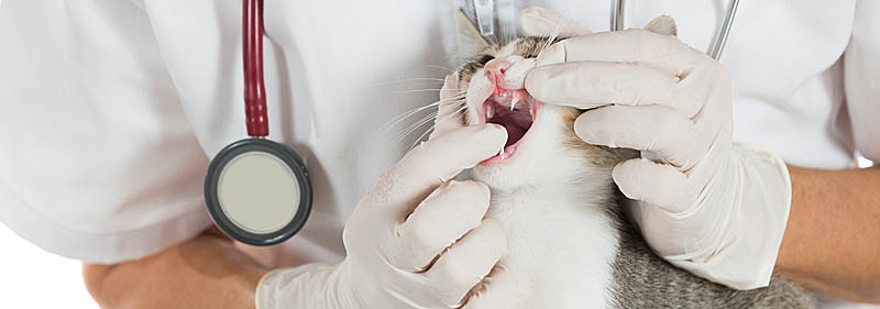 Чистка зубов кошки у ветеранара