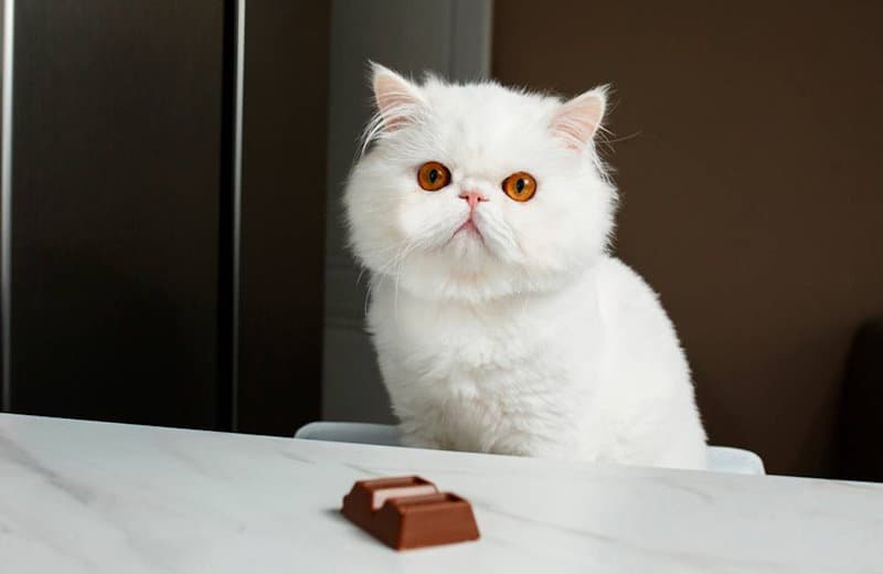 белый кот хочет сЪесть шоколадку